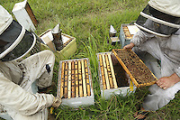 Ben Brown at an apiary during an inspection to change the queens. This work demands patience and lasts several days depending on the number of hives. The beekeepers open each hive to look for the queen and kill it. They then slip a freshly-fertilized queen into a cage sealed with sugar. In that way the new queen will be accepted by the colony within a few days and will leave the cage when the sugar has been consumed.///Ben Brown sur un rucher pendant une inspection pour changer les reines. Ce travail demande de la patience et dure plusieurs jours selon le nombre de ruches. Les apiculteurs ouvrent chaque ruche pour trouver la reine et la tuer. Ils glissent ensuite une reine juste fécondée dans une cage fermée par du sucre. La nouvelle reine sera ainsi acceptée par la colonie en quelques jours et sortira de la cage quand le sucre aura été consommé.