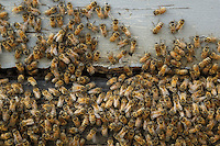 Bees characteristic of the apis mellifera ligustica, the Italian race, at the entrance to the hive. The first bees of the apis mellifera mellifera genus, the black bee, arrived from Ireland on Captain Wallis' sailing ship the Isabella in 1822. They adapted very well to the country and within a few years colonized all the forests. The beekeepers started to import the more productive bees of the Italian strain at the start of the 20th century.///Les abeilles caractéristiques de l’apis mellifera ligustica, l’abeille de race italienne à l’entrée de la ruche. Les premières abeilles de race apis mellifera mellifera, l’abeille noire, sont arrivées d’Irlande sur le voilier Isabella du capitaine Wallis en 1822. Elles se sont très bien adaptées au pays et en quelques années ont colonisé toutes les forêts. Les apiculteurs ont commencé à importer des abeilles de souches italiennes plus productives dès le début du XXe&nbsp;siècle.