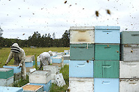 Honey harvest at Ben Brown's apiary near Newcastle on the east coast. 27 years old, Ben Brown set up as a professional beekeeper four years ago. Son of a beekeeper, Ben began the profession at the age of 16 by helping his father; today he owns 600 hives and has produced nearly 80 tons of honey. A true record but Ben is still setting himself up and he does the maximum to be able to invest and buy for himself land and a warehouse.///Récolte de miel sur le rucher de Ben Brown près de Newcastle sur la côte Est. À 27 ans, Ben Brown s’est installé comme apiculteur professionnel il y a quatre ans. Fils d’apiculteur, Ben a commencé le métier à 16 ans en aidant son père, il possède aujourd’hui 600 ruches et à produit près de 80 tonnes de miel. Un vrai record mais Ben s’installe et il fait le maximum pour pouvoir investir et s’acheter un terrain et un hangar.