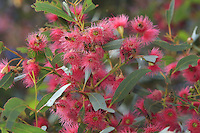 En masse, the bees gather nectar from the Leucoxlyn Rosea eucalyptus. Eucalyptus dominates 95% of the forests with more than seven hundred varieties. The eucalyptus have a whole range of mechanisms for adapting and they grow rapidly. The bark is very useful for identifying and distinguishing between the varieties. It can present great differences in its appearance: peeling, hard, fibrous, flaky, smooth our with deep grooves. From that come the names: yellow box, red gum, blood wood, iron back, mallee…//Sur les fleurs de l’eucalyptus Leucoxlyn Rosea, les abeilles butinent en masse. Les eucalyptus dominent 95&nbsp;% des forêts avec plus de sept cents espèces. Les eucalyptus possèdent toute une gamme de mécanismes d’adaptation et ont une croissance rapide. L’écorce est très utile pour l’identification et la distinction entre les nombreuses espèces. Elle peut présenter de grandes différences dans son apparence&nbsp;: se décortiquant, dure, fibreuse, floconneuse, lisse, ou possédant de profonds sillons. D’où les noms&nbsp;: yellow box, red gum, blood wood, iron back, mallee…