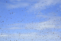 Swarming is the bee colonies' means of reproduction. In spring, the colony raises the young queens in the royal cells. The present queen leaves the hive with half of the colony to found a new society. In Australia, natural swarms are very common because the species is particularly well-adapted to the country.///L’essaimage est le moyen de reproduction des colonies des abeilles. Au printemps, la colonie élève des jeunes reines dans des cellules royales. La reine présente quitte la ruche avec la moitié de la colonie pour fonder une nouvelle cité. En Australie, les essaims naturels sont très nombreux car l’espère c’est particulièrement bien adaptée au pays.