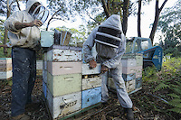At the apiary belonging to Terry Brown, 61 ans. Terry was for years the second biggest exporter of bees from Australia and the first to export bees by plane at a commercial scale, sending up to 47,000 packages of 2.5kg of bees to Europe, the United States, Pakistan, Afghanistan and the Gulf states. The bees left Sydney on 750kg pallets and transited at Hong Kong or Singapore where one of his sons took care of cooling down the swarms by spraying them with water during their transit.///Sur le rucher de Terry Brown, 61 ans. Terry a été pendant des années le second exportateur d’abeilles d’Australie et le premier à exporter des abeilles par avion à l’échelle commerciale en envoyant jusqu’à 47&nbsp;000 paquets de 2,5&nbsp;kg d’abeilles aussi bien en Europe, aux États-Unis, au Pakistan, en Afghanistan et dans les pays du golfe. Les abeilles partaient de Sydney sur des palettes de 750&nbsp;kg et transitaient à Hong Kong ou Singapour ou l’un de ses fils s’occupait de refroidir les essaims en les arrosant d’eau pendant leur transit.