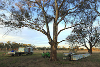 Preparations for the transhumance: loading the hives at Frank Malfroy's apiary. Frank is a commercial beekeeper who owns a stock of 1,000 organically-raised beehives. He migrates with the hives mainly around the Blue Mountains and avoids the long and uncertain journeys. He only travels 40,000 km per year as opposed to 100,000 for some beekeepers.///Préparation à la transhumance, chargement des ruches sur le rucher de Franck Malfroy, un apiculteur commercial qui possède un cheptel de 1&nbsp;000 ruches élevées en apiculture biologique. Il transhume principalement autour des montagnes bleues et évite les longs et incertains voyages. Il ne parcourt que 40&nbsp;000&nbsp;km par an contre 100&nbsp;000 pour certains.