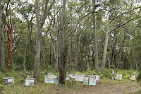 An apiary in a forest of eucalyptus. The eucalyptus, of the Myrtacea family, originated in Australia where the moreover dominate 95% of the forests with more than six hundred varieties. Their height varies from a few meters to nearly 90 meters. With the eucalyptus, it is quite easy to foresee the blooming period by looking at the buds but not all the trees flower every year and knowledge of the varieties and the blossoming cycles linked to pluviometry is essential. (Some varieties only flower when they are adults).///Un rucher dans une forêt d’eucalyptus. Les eucalyptus, de la famille des Myrtacea sont originaires d’Australie où ils dominent d’ailleurs 95&nbsp;% des forêts avec plus de six cents espèces. Leur taille varie de quelques mètres à près de 90 mètres. Avec l’eucalyptus, il est assez facile de prévoir les floraisons en regardant les bourgeons mais tous ne fleurissent pas tous les ans et la connaissance des espèces, des cycles de floraisons liés à la pluviométrie est essentiel. (Certaines espèces fleurissent seulement à l’âge adulte).