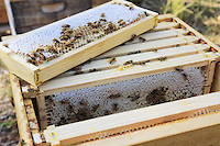 Honey frame from a Warré hive. Tim Malfroy sells the honey in the frames at $25 the frame which weighs more or less one kilo. This original presentation and the quality of the honey account for this young man's success. ///Cadre de miel d’une ruche warré. Tim Malfroy vend le miel dans les cadres, 25 $ le cadre qui pèse plus ou moins un kilo. Cette présentation originale et la qualité du miel ont fais le succès du jeune homme.