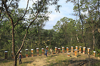 Tim Malfroy is always searching for the best spots to set up his Warré hives. Unlike other beekeepers, Tim Malfroy's apiaries remain in the same place and he looks for places with the maximum biodiversity so that his bees have food throughout a good part of the season.///Tim Malfroy recherche toujours les meilleurs emplacements pour installer ces ruches warré. Contrairement aux autres apiculteurs, les ruchers de Tim Malfroy sont sédentaires et il recherche des lieux avec le maximum de biodiversité pour que les abeilles aient de la nourriture pendant une bonne partie de la saison.