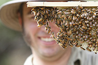 Tim Malfroy showing us a frame from a Warré hive of small size where the bees themselves build the honeycombs. Here, the bees form a wax chain. The advantage of this hive is that the bees produce 100% of their wax. Beekeeping with this type of hive and with this technique allows for 100% natural apiculture. The wax is pure, built with the honey harvested on the spot. A means of avoiding any pollution from pesticides.///Tim Malfroy montre un cadre de ruche warré de petite taille ou les abeilles construisent elles-mêmes les gâteaux de cire. Ici, les abeilles forment une chaîne cirière. L’avantage de cette ruche est que les abeilles produisent 100&nbsp;% de leur cire. L’apiculture avec ce type de ruche et avec cette technique permet de pratiquer une apiculture 100&nbsp;% naturelle. Les cires sont pures, construites avec le miel récolté sur place. Un moyen d’éviter toute pollution par les pesticides.