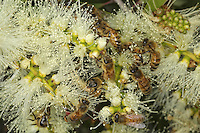 Bees collecting nectar from the flowers of the Tea Tree. Eucalyptus dominates 95% of the forests with more than seven hundred varieties. The eucalyptus have a whole range of mechanisms for adapting and they grow rapidly. The bark is very useful for identifying and distinguishing between the varieties. It can present great differences in its appearance: peeling, hard, fibrous, flaky, smooth our with deep grooves. From that come the names: yellow box, red gum, blood wood, iron back, mallee…///Des abeilles butinent sur des fleurs de Tea tree. Les eucalyptus dominent 95&nbsp;% des forêts avec plus de sept cents espèces. Les eucalyptus possèdent toute une gamme de mécanismes d’adaptation et ont une croissance rapide. L’écorce est très utile pour l’identification et la distinction entre les nombreuses espèces. Elle peut présenter de grandes différences dans son apparence&nbsp;: se décortiquant, dure, fibreuse, floconneuse, lisse, ou possédant de profonds sillons. D’où les noms&nbsp;: yellow box, red gum, blood wood, iron back, mallee…
