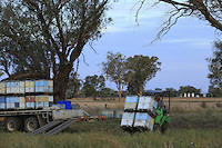 Preparations for the transhumance: loading the hives at Frank Malfroy's apiary. Frank is a commercial beekeeper who owns a stock of 1,000 organically-raised beehives. He migrates with the hives mainly around the Blue Mountains and avoids the long and uncertain journeys. He only travels 40,000 km per year as opposed to 100,000 for some beekeepers.///Préparation à la transhumance, chargement des ruches sur le rucher de Franck Malfroy, un apiculteur commercial qui possède un cheptel de 1&nbsp;000 ruches élevées en apiculture biologique. Il transhume principalement autour des montagnes bleues et évite les longs et incertains voyages. Il ne parcourt que 40&nbsp;000&nbsp;km par an contre 100&nbsp;000 pour certains.