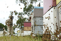 Honey harvest at Ben Brown's apiary near Newcastle on the east coast. 27 years old, Ben Brown set up as a professional beekeeper four years ago. Son of a beekeeper, Ben began the profession at the age of 16 by helping his father; today he owns 600 hives and has produced nearly 80 tons of honey. A true record but Ben is still setting himself up and he does the maximum to be able to invest and buy for himself land and a warehouse.///Récolte de miel sur le rucher de Ben Brown près de Newcastle sur la côte Est. À 27 ans, Ben Brown s’est installé comme apiculteur professionnel il y a quatre ans. Fils d’apiculteur, Ben a commencé le métier à 16 ans en aidant son père, il possède aujourd’hui 600 ruches et à produit près de 80 tonnes de miel. Un vrai record mais Ben s’installe et il fait le maximum pour pouvoir investir et s’acheter un terrain et un hangar.
