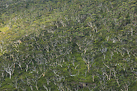Two hours from Sydney, in the Blue Mountains culminating at 1111 meters altitude, eucalyptus forests cover the mountain slopes. The Australian mountain range stretches over 3,500 km in the east of the country. This rocky barrier harnesses the coastal rains of the Pacific Ocean. It is the source of water and thus the richness of the east coast of Australia.///Dans les montagnes bleues qui culminent à 1111 mètres d’altitude, à deux heures de Sydney, les forêts d’eucalyptus recouvrent les pentes des montagnes. La cordillère australienne s’étend sur 3&nbsp;500&nbsp;km à l’Est du pays. Cette barrière rocheuse capte les précipitations côtières de l’océan Pacifique. Elle est la source d’alimentation en eau, donc de richesse de la côte Est du pays.