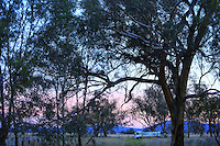 Nightfall at Frank Malfroy's apiary surrounded by eucalyptus. Frank prefers to work alone. He transports about a hundred hives with each journey.///Sur le rucher de Franck Malfroy à la nuit tombante entouré d’eucalyptus. Franck préfère travailler seul. Il déplace une centaine de ruches à chaque voyage.