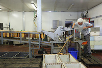 In Frank Malfroy's honey house, the honey extraction chain works at full capacity throughout the year. Frank produces nearly 50 tons of honey per year with 1,000 organically-raised hives.///Dans la miellerie de Franck Malfroy, la chaîne d’extraction du miel fonctionne à plein régime tout au long de l’année. Franck produit près de 50 tonnes de miel par an avec 1&nbsp;000 ruches en bio.