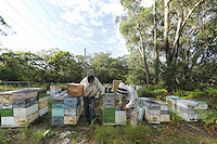 Terry Brown, 61 years old, started keeping bees at the age of sixteen as a hobby. Today, he owns more than 2,500 hives and focusses on the production of honey with nearly 200 tons produced each year.///Terry Brown, 61 ans a commencé à l’âge de seize ans l’apiculture comme un passe-temps. Il possède aujourd’hui plus de 2&nbsp;500 ruches et se concentre sur la production de miel avec près de 200 tonnes produites chaque année.