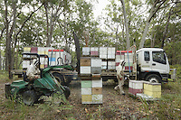 / Preparations for the transhumance at the apiary owned by Christopher Brown, 41 years old. At the Browns, beekeeping is a family affair. Christopher produces honey but he also exports bees from Tasmania to Canada where the Aethina Tumida beetle is no longer present starting in March.///Préparation à la transhumance sur le rucher de Christopher Brown, 41 ans. Chez les Brown, l’apiculture est une affaire de famille. Christopher produit du miel mais il exporte également des paquets d’abeilles de Tasmania vers le Canada ou le coléoptère Aethina Tumida n’est pas présent à partir du mois de mars.