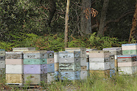 An apiary in the shade of the eucalyptus///Un rucher à l’ombre d’eucalyptus