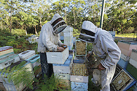 Terry Brown, 61 years old, started keeping bees at the age of sixteen as a hobby. Today, he owns more than 2,500 hives and focusses on the production of honey with nearly 200 tons produced each year.///Terry Brown, 61 ans a commencé à l’âge de seize ans l’apiculture comme un passe-temps. Il possède aujourd’hui plus de 2&nbsp;500 ruches et se concentre sur la production de miel avec près de 200 tonnes produites chaque année.