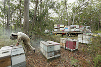 Christopher Brown, 41 years old, at an apiary in a forest of eucalyptus. Christopher continues to send packages of bees in March to Canada. He goes down with an eight-person team and buys bees from the beekeepers of Tasmania after the season, when the Aethina Tumida beetle is not present. This work last three weeks and losses during the shipping can be in the neighborhood of 10%, often when the pilot forgets to turn off the heating in the cargo hold.///Christopher Brown, 41 ans sur un rucher dans une forêt d’eucalyptus. Christopher continue d’envoyer des paquets d’abeilles en mars vers le Canada. Il descend avec une équipe de huit personnes et achète aux apiculteurs de Tasmania leurs abeilles après la saison ou le coléoptère Aethina Tumida n’est pas présent. Ce travail dure pendant trois semaines et les pertes pendant le transport par avion avoisinent les 10&nbsp;%, souvent quand le pilote oublie d’enlever le chauffage dans la soute cargo.