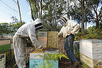 At the apiary belonging to Terry Brown, 61 ans. Terry was for years the second biggest exporter of bees from Australia and the first to export bees by plane at a commercial scale, sending up to 47,000 packages of 2.5kg of bees to Europe, the United States, Pakistan, Afghanistan and the Gulf states. The bees left Sydney on 750kg pallets and transited at Hong Kong or Singapore where one of his sons took care of cooling down the swarms by spraying them with water during their transit.///Sur le rucher de Terry Brown, 61 ans. Terry a été pendant des années le second exportateur d’abeilles d’Australie et le premier à exporter des abeilles par avion à l’échelle commerciale en envoyant jusqu’à 47&nbsp;000 paquets de 2,5&nbsp;kg d’abeilles aussi bien en Europe, aux États-Unis, au Pakistan, en Afghanistan et dans les pays du golfe. Les abeilles partaient de Sydney sur des palettes de 750&nbsp;kg et transitaient à Hong Kong ou Singapour ou l’un de ses fils s’occupait de refroidir les essaims en les arrosant d’eau pendant leur transit.
