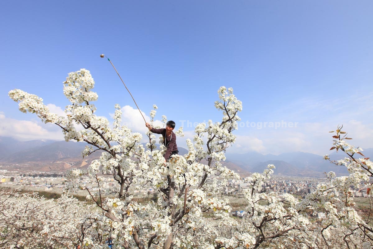 Chine&nbsp;: pollinisation à la main
