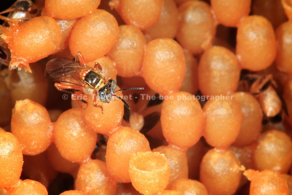 Brésil&nbsp;: abeilles sans dard de l’Amazonie