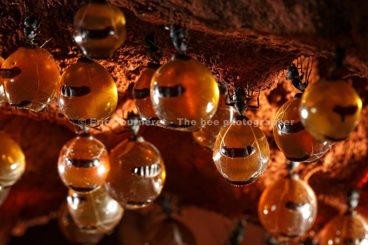 Australie&nbsp;: le rêve des fourmis à miel