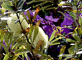 Natural Beekeeping Australia Native flora