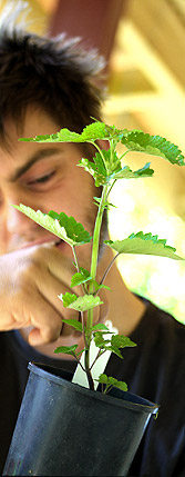 Natural Beekeeping Help the Bees