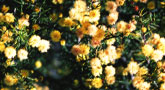 Natural Beekeeping Australia Resources