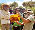 Natural Beekeeping Australia Courses