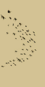 Natural Beekeeping Australia Swarm