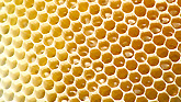 Go to Natural Beekeeping Online Resources