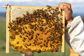 Natural Beekeeping Australia Courses