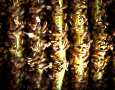 Warre Beehives Information Page