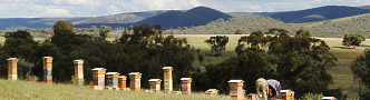 Natural Beekeeping Australia Warr&eacute; Beehives Products